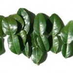 feuilles de combava