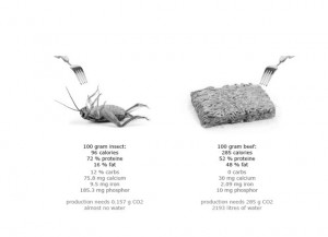 comparaison nutritive entre mouche et viande