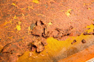La pulpe de betterave à la sortie du four: elle doit être bien séche